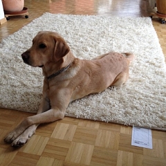Roxy immer noch sehr energisch