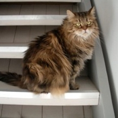 Letzte Grüsse von Missy