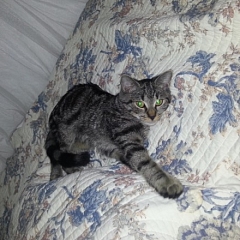 Julietta bzw. Minou