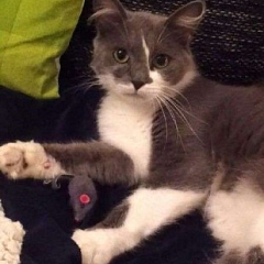 Tabby geniesst die Streicheleinheiten