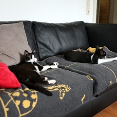 Netti, Tally und Canel haben ihre Menschen gefunden.