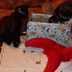 Weihnachtsgeschichte vom Trio Loup, Zoe, Mexx