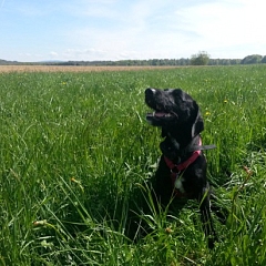 Sam der Wachhund (ehemals Nebiou)