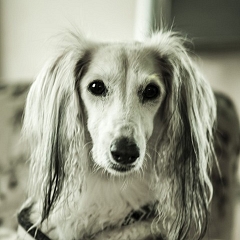 Saluki-Oma Indra