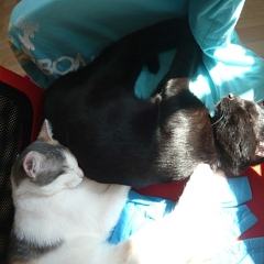 Vicky und Summer geniessen die Sonnenstrahlen