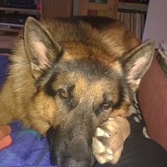 Samy hat sich super eingelebt