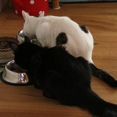 Casper & Saddy - Dreamteam!