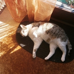 Igor chillt in der Sonne