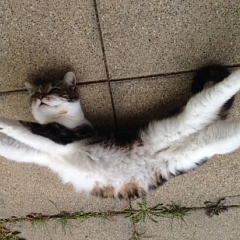 Cheshire ehemals Koshida voll entspannt ...