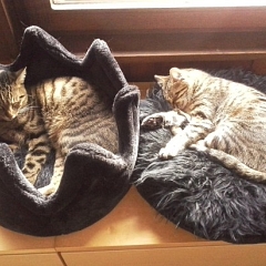 Nicky und Alma und ihre Rangelein