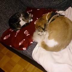 Koshida überrascht uns
