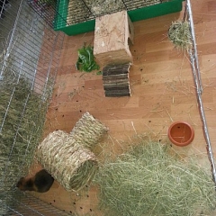 Milo das kleine Schlitzohr