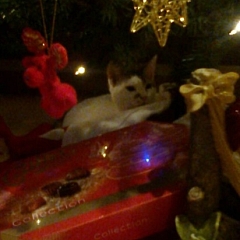 Monty packt Geschenke aus