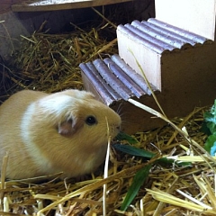 Schweinchenalarm