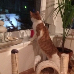 Mimosa & Babycat im neuen Zuhause