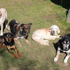 das entspannte Rudel Pluto, Speedy und Co.