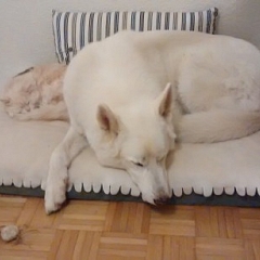 Lieber Gruss von Belochka