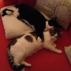 Peachy´s & Jasmina´s Wohlbefinden ...