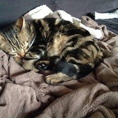 Unser Kater Louis (ehemals Doc)