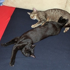 Emma und Ricky tollen herum!