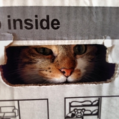 Koshida jetzt Cheshire gut verpackt ...