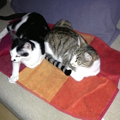 Diego und Flash gemeinsam sind wir stark!