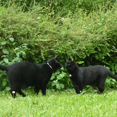 Charly und Chaplin - Cat in black :)