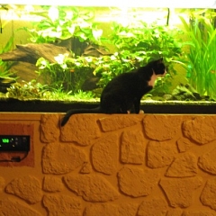Floe schaut am liebsten Fisch-TV