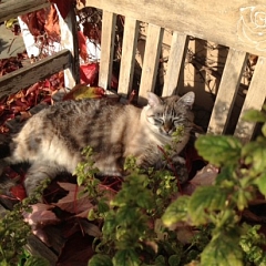Herbstgrüsse von Saphira