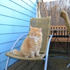 Für Garfield jetzt Gordo lacht wieder die Sonne!