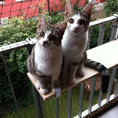 Sid & Peaches wunderschöne Mäuse!