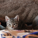 Loulou