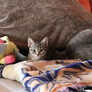Loulou