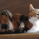 Anumis