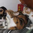 Anumis