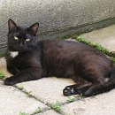 Findus