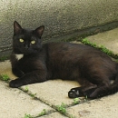 Findus