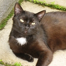 Findus