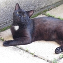 Findus