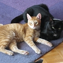Findus