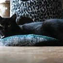 Findus