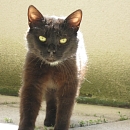 Findus