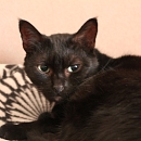 Shira