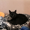 Shira
