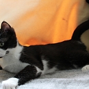 Netti