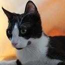 Netti
