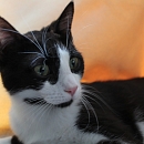 Netti