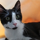 Netti