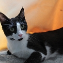 Netti