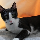 Netti
